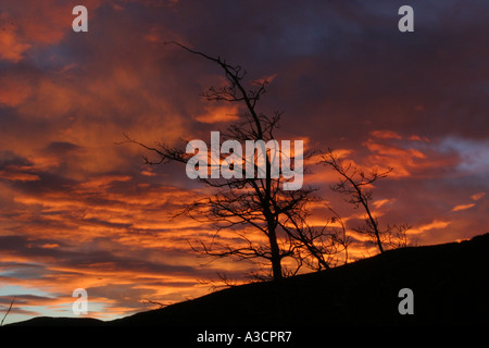 Berg Sonnenaufgang; Morgendämmerung in die Rockies einsamer Baum silhouette Stockfoto