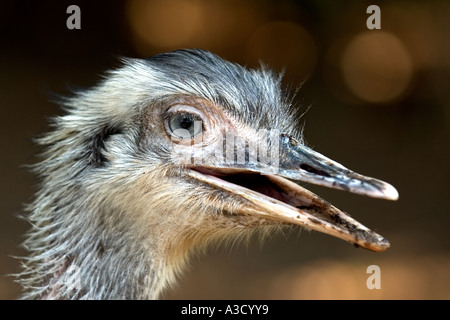 WWU-Vogel Stockfoto