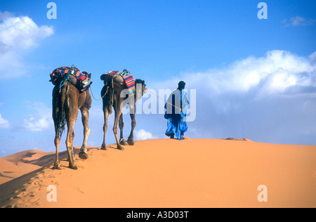 Sahara Wüste A Berber Stammesangehörige führt zwei Kamele über Sanddünen des Erg Chebbi südlichen Marokko zu Beginn der Kamelritt Stockfoto