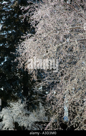 Strauch mit Eis bedeckt, nach einem eiskalten Regen Sturm Stockfoto