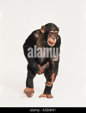 Schimpansen zu Fuß Pan troglodytes Stockfoto
