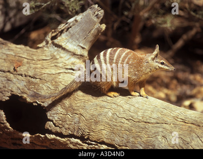 Numbat Bandend Ameisenbär Myrmecobius fasciatus Stockfoto