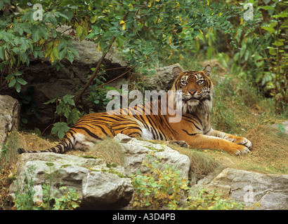 Sumatra-Tiger Panthera Tigris sumatrae Stockfoto