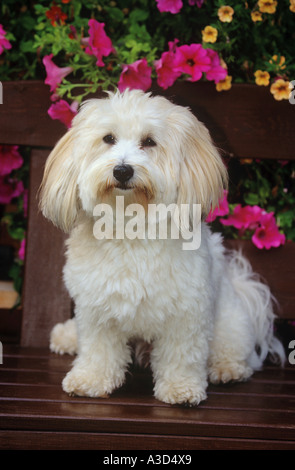 Coton de Tuléar Welpen sitzen vor Blumen Stockfoto