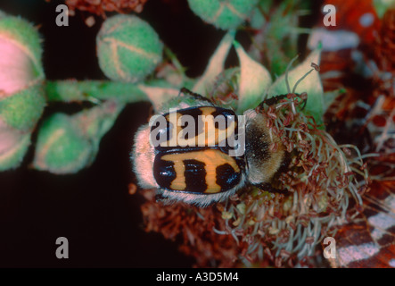 Biene-Käfer, Trichius Fasciatus. Sammeln von Nektar auf Blume Stockfoto