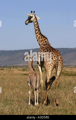 Masai-Giraffe Cub stand neben Mutter Giraffa Plancius tippelskirchi Stockfoto