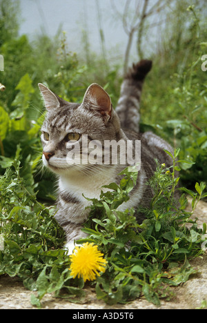 Europäische Kurzhaar Katze - liegend vor Löwenzahn Stockfoto