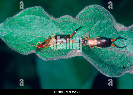 Gemeinsame oder europäische Ohrwürmer, Forficula Auricularia. Paar auf Blatt Stockfoto