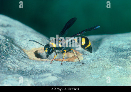 Gesundheit Potter Wasp, Eumenes coarctatus. Er macht sein Nest mit Schlamm Stockfoto