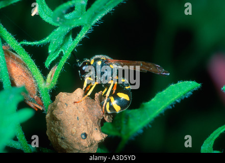 Gesundheit Potter Wasp, Eumenes coarctatus. Weibchen legt Ei in sein Nest Stockfoto