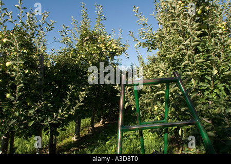 Leiter vor Apfelbäume mit Früchten abholbereit sein, Val Venosta, Alto Adige, Italien Stockfoto