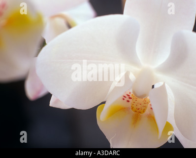 WEIßE Orchidee Phalaenopsis blüht in Nahaufnahme auf dunklem Hintergrund Stockfoto