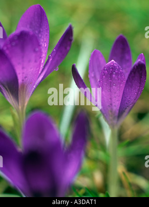 DREI violette KROKUSSE Crocus Vernus mit Regen fällt in Rasen im zeitigen Frühjahr Königreich wächst Stockfoto