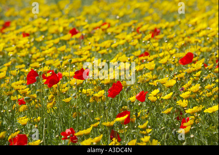 Blumenwiese Karpas, Nord-Zypern Stockfoto