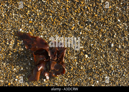 Konzept - Algen an einem Kiesstrand. Stockfoto