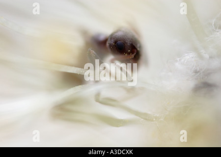 Ameise in Löwenzahn Samen Kopf Stockfoto