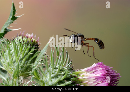 Unter der Leitung von dicken Fliege (Physocephala Art) Stockfoto
