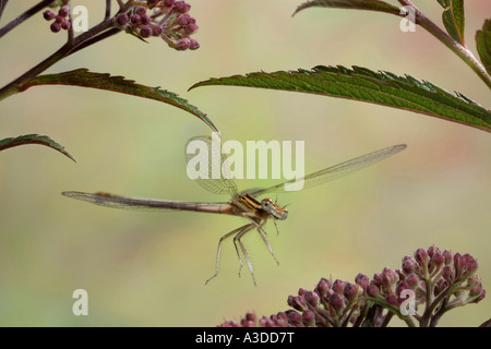 White legged Damselfly (Platycnemis Pennipes), Weiblich Stockfoto