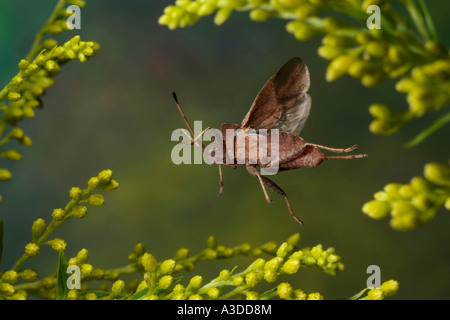 Dock Bug (Coreus Marginatus) Stockfoto