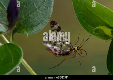 Scorpion Fly (Panorpa Communis) Stockfoto