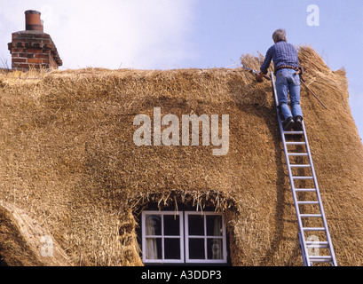 Thatcher arbeiten auf Aluminium Leiter Erneuerung altmodische Strohdach auf fachwerkhaus Country Cottage Essex England Großbritannien Stockfoto