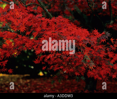 Japanischer Ahorn Acer in Herbstfärbung Westonbirt Arboretum Tetbury Gloucestershire UK Stockfoto