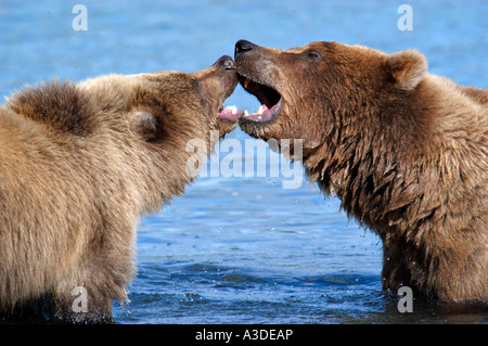 Hybriden (Ursus Arctos) Mutter spielen im Wasser mit Cub, Brooks River Katmai Nationalpark Alaska USA Stockfoto