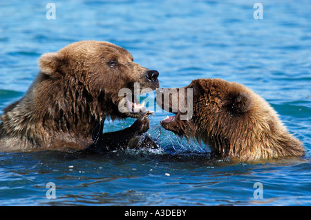 Hybriden (Ursus Arctos) Mutter spielen im Wasser mit Cub, Brooks River Katmai Nationalpark Alaska USA Stockfoto