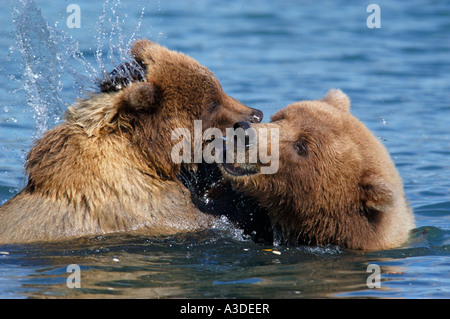 Hybriden (Ursus Arctos) Mutter spielen im Wasser mit Cub, Brooks River Katmai Nationalpark Alaska USA Stockfoto