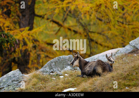 Gämse (Rupicapra Rupicapra) mit Reh ruht im Herbst farbige Lärchenwald, Nationalpark Gran Paradiso Italien Stockfoto