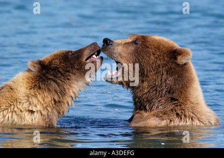 Hybriden (Ursus Arctos) Mutter spielen im Wasser mit Cub, Brooks River Katmai Nationalpark Alaska USA Stockfoto