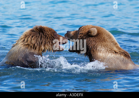 Hybriden (Ursus Arctos) Mutter spielen im Wasser mit Cub, Brooks River Katmai Nationalpark Alaska USA Stockfoto