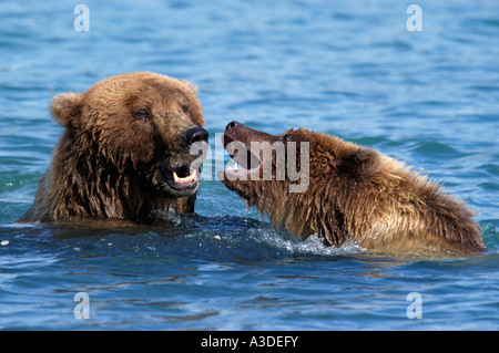 Hybriden (Ursus Arctos) Mutter spielen im Wasser mit Cub, Brooks River Katmai Nationalpark Alaska USA Stockfoto