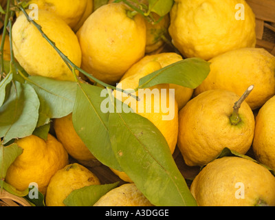 Zitronen aus Sorrent zum Verkauf an einem Straßenmarktstand, Zitronen aus Sorrent, Sorrent, Bucht von Neapel, Amalfiküste, Italien Stockfoto