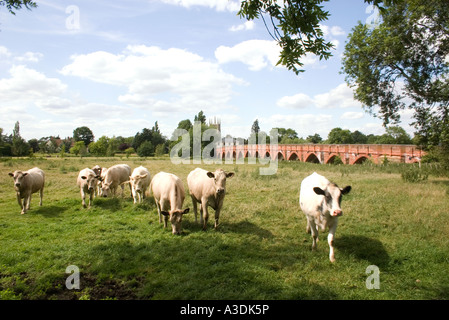 Rinder in der Nähe von Barford Brücke mit der Pfarrei Allerheiligen-Kirche jenseits Stockfoto