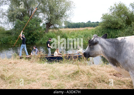 Eine Kuh Uhren die Studenten Bemühungen im Stechkahn fahren auf dem Fluss Cam in Grantchester Stockfoto