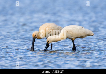 Löffler (Platalea Leucorodia) Stockfoto