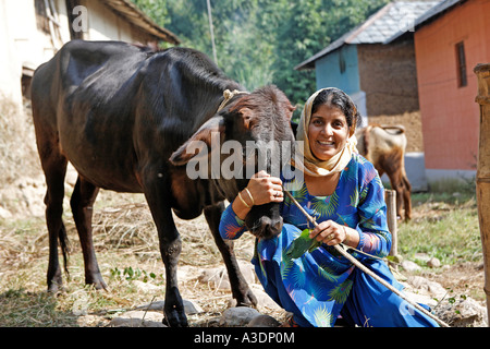 Indo-German-Changar-Eco-Development-Project, Kuh Annu Methe zeigte ihr in Gadjara, Palampur, Himachal Pradesh, Indien Stockfoto