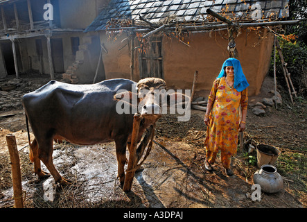 Indo-German-Changar-Eco-Development-Project, Kashri Dai wäscht ihr Ochse, Kuhan, Palampur, Himachal Pradesh, Indien Stockfoto