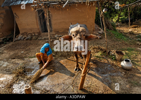 Indo-German-Changar-Eco-Development-Project, Kashri Dai wäscht ihr Ochse, Kuhan, Palampur, Himachal Pradesh, Indien Stockfoto