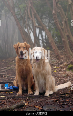 Zwei golden Retriever sitzend auf einem Wanderweg im Nebel entlang des Blue Ridge Parkway in North Carolina Stockfoto