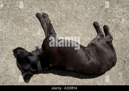 Schwarze Labrador Hund schlafend auf Asphaltstraße bei Sonnenschein Stockfoto