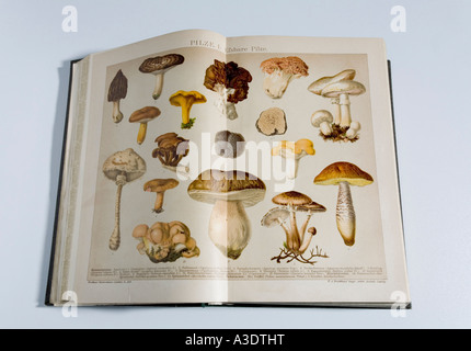 Bild von essbaren Pilzen in einer deutschen encylopedia, Ausgabe 1904 Stockfoto