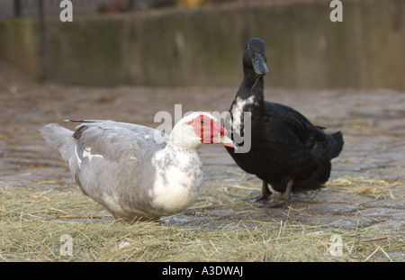 Muscovy Enten in Hackney City Farm London Stockfoto