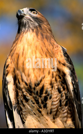 Rot - angebundener Falke, Hawk Mountain Sanctuary, Kempton, Pennsylvania (Berks County), USA Stockfoto