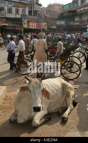 Eine Kuh in den überfüllten Straßen von Alt-Delhi in Indien Stockfoto