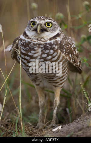 Athene cunicularia Grabens der Eule Stockfoto