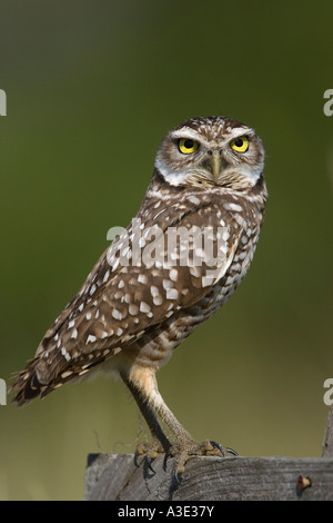 Athene cunicularia Grabens der Eule Stockfoto