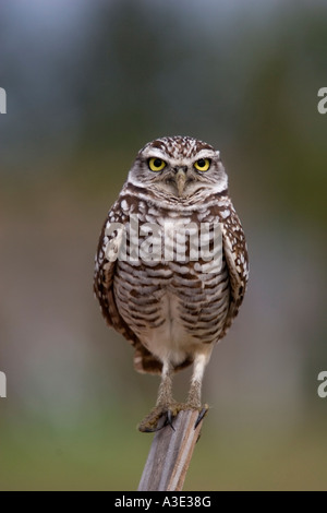 Athene cunicularia Grabens der Eule Stockfoto