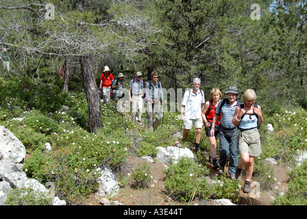 Gruppe auf einem Waldweg unter weiß blühende Zistrose Salviaefolius und Pinus Halepensis im Besparmak Pentadaktylos Wandern Stockfoto